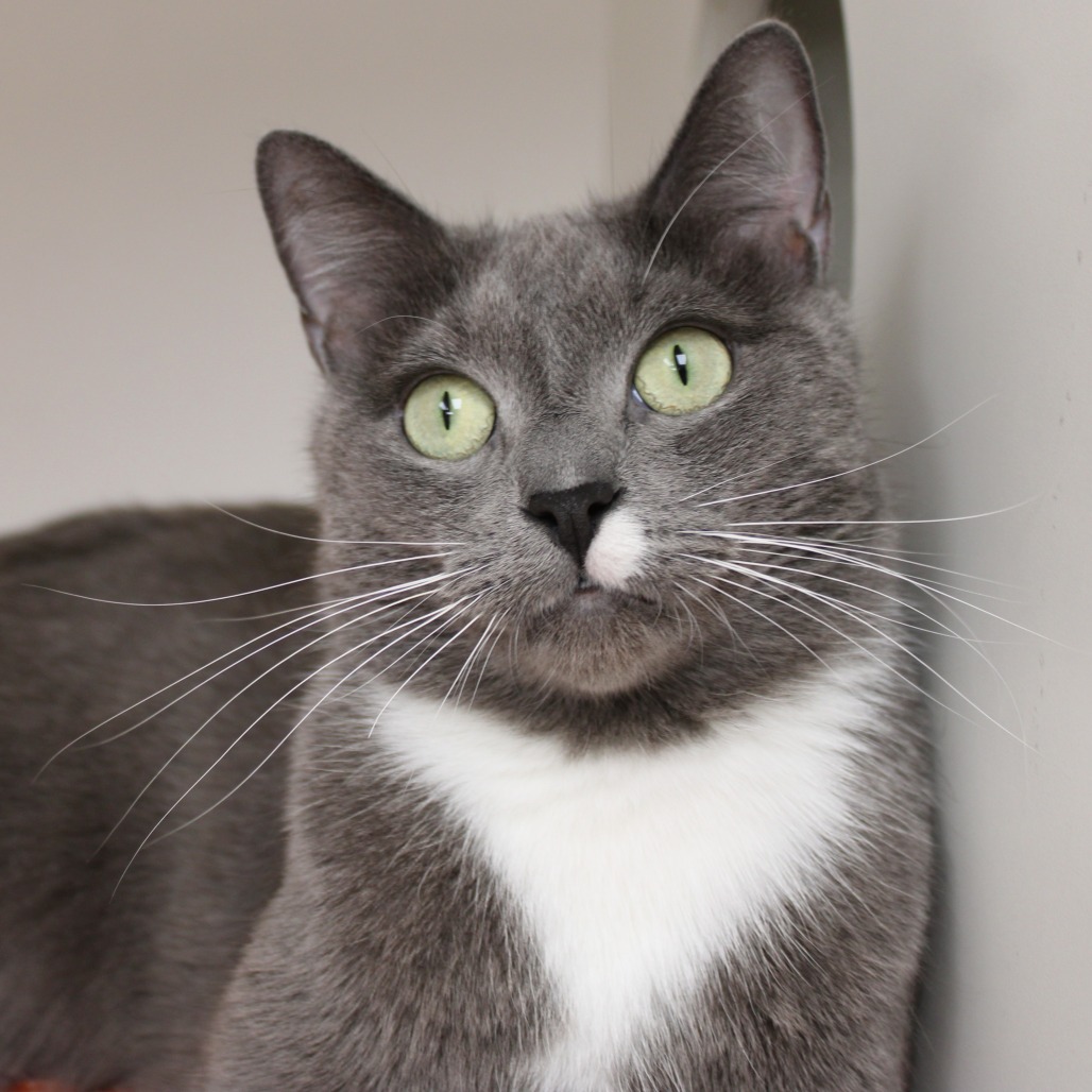 Zorro — thumbnail 4