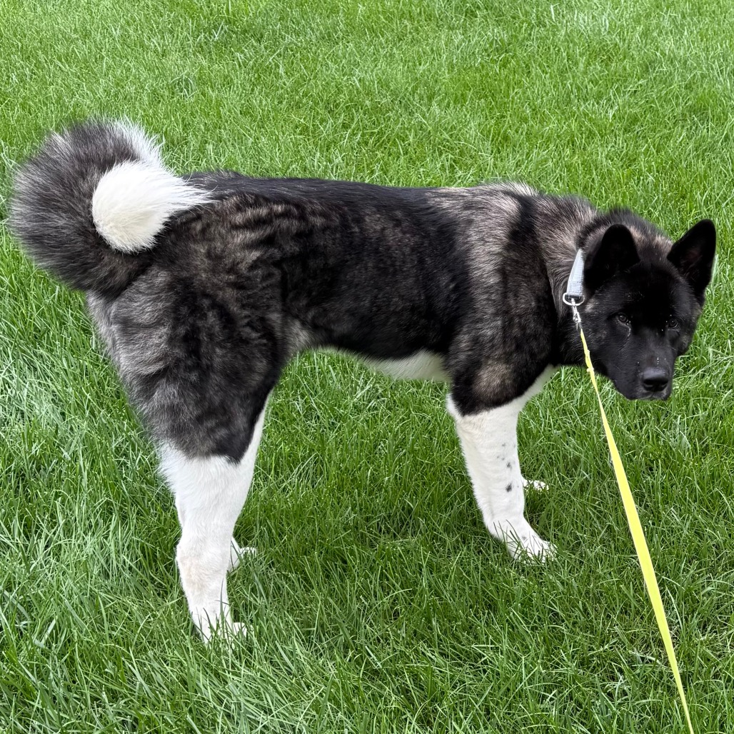 Oreo