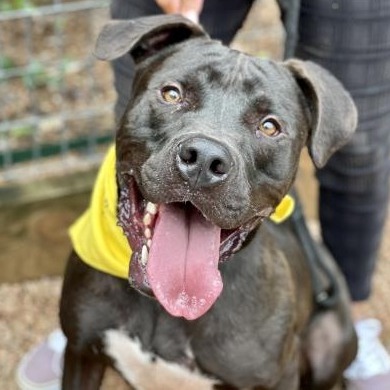 OREO - Mixed Breed (Large) / Mix available for adoption