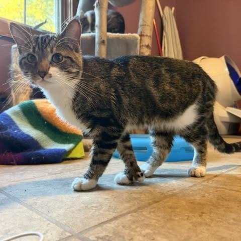 BISCUIT - Domestic Shorthair available for adoption