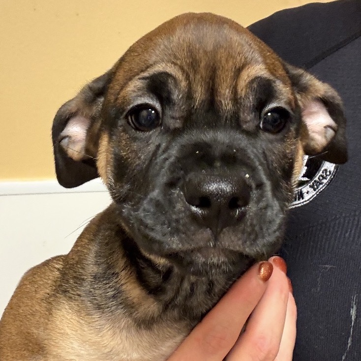 FWT CHIP - Mixed Breed (Small) available for adoption
