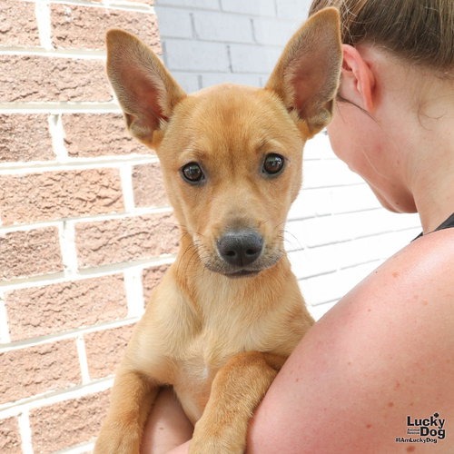 WYNNE - Shepherd / Terrier available for adoption