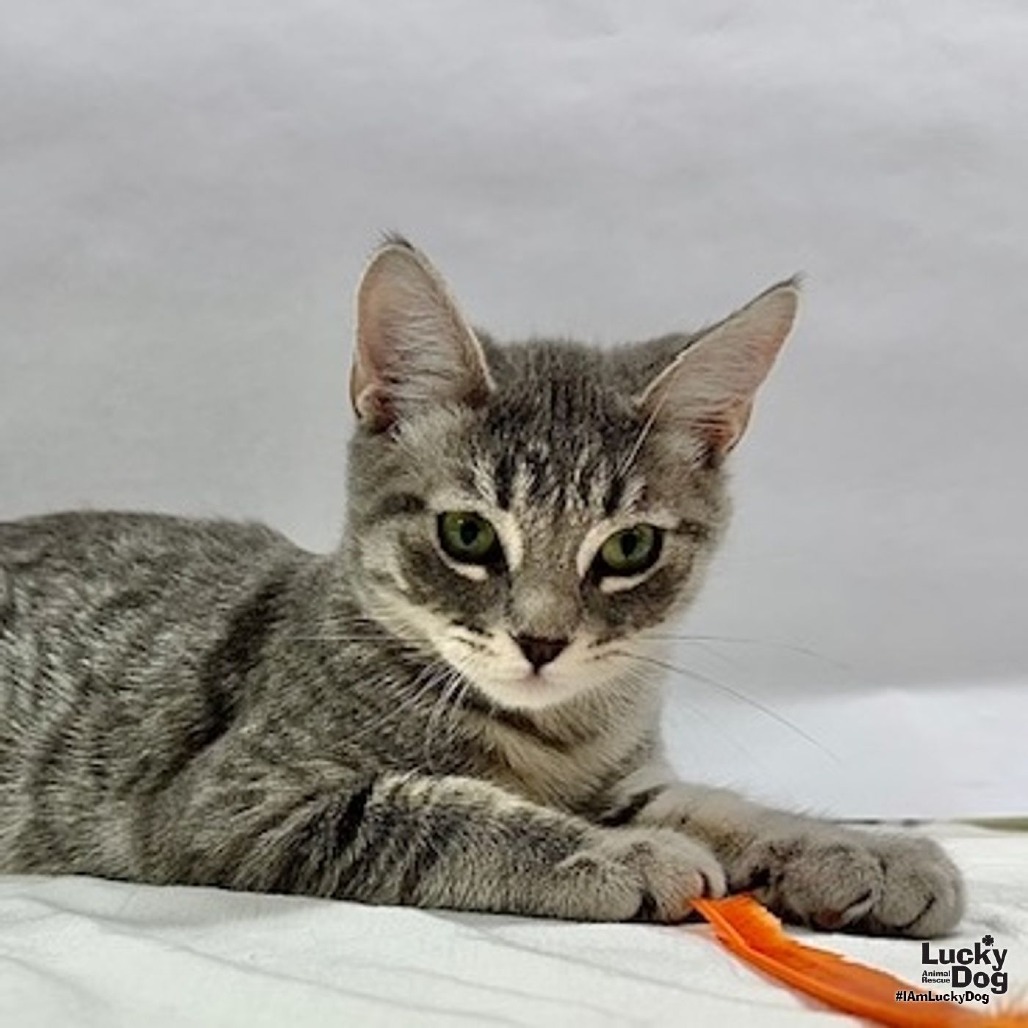 MATTY - Domestic Shorthair available for adoption
