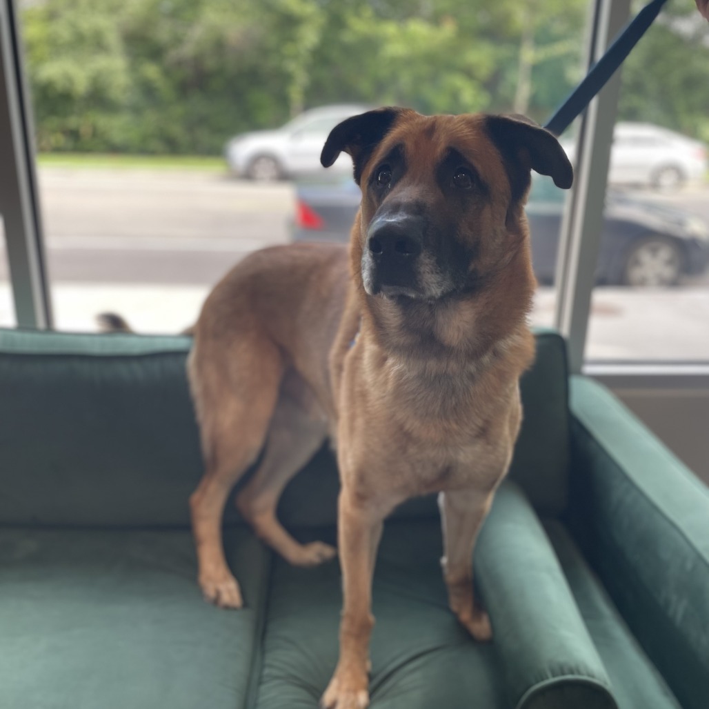 Totoro — thumbnail 3