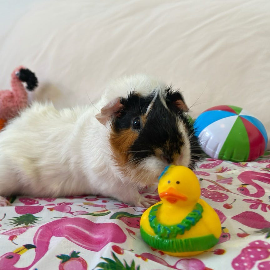 Bean, photo 9