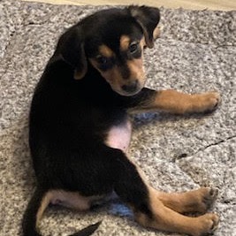 Hazel — thumbnail 3