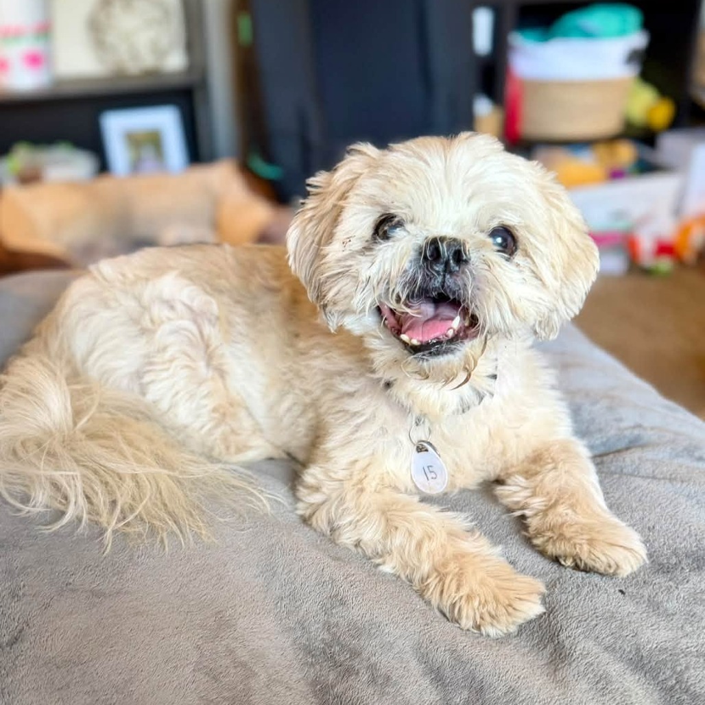 Charlie, photo 9