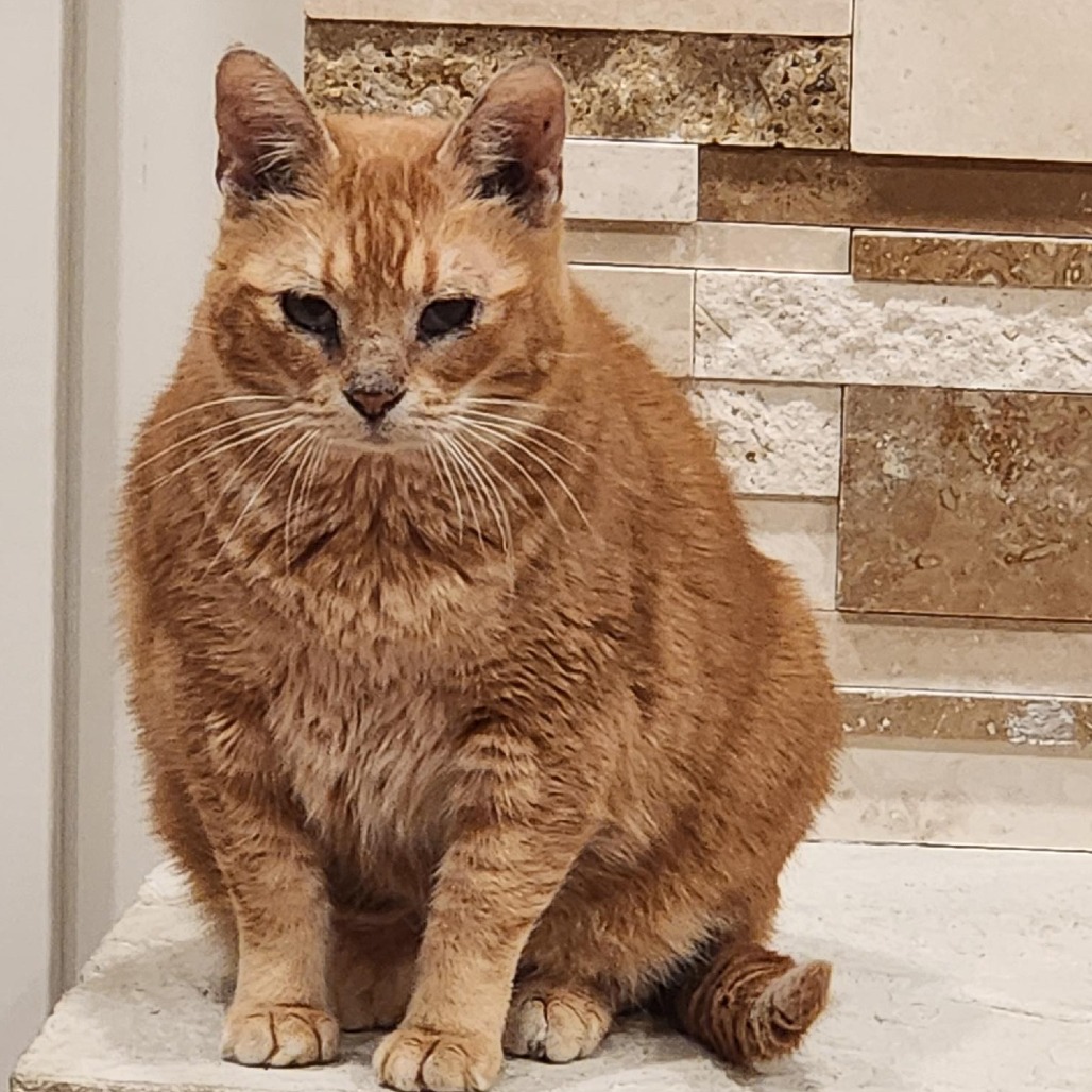 Fan Fan - Foster — thumbnail 4