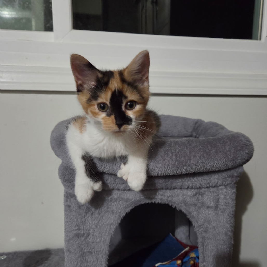 Beans, an adoptable cat