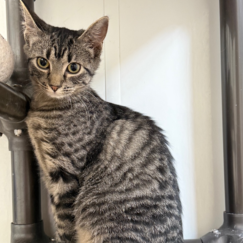Rhea, photo 3