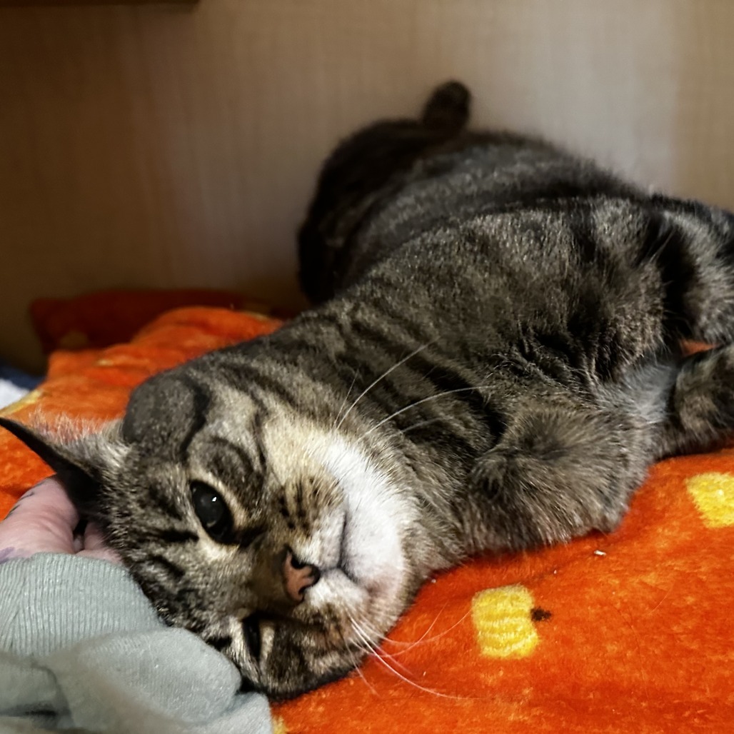 BOI - Domestic Shorthair available for adoption