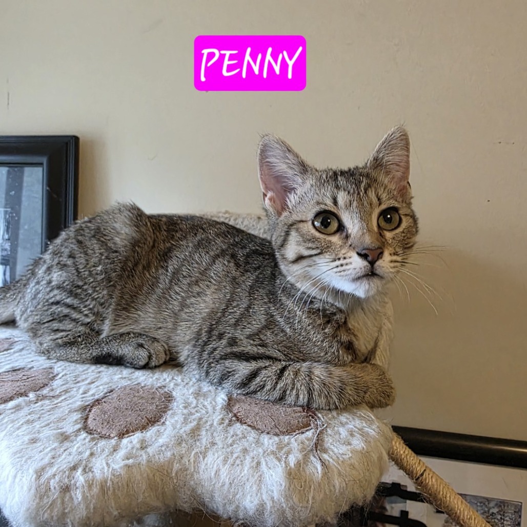 Penny