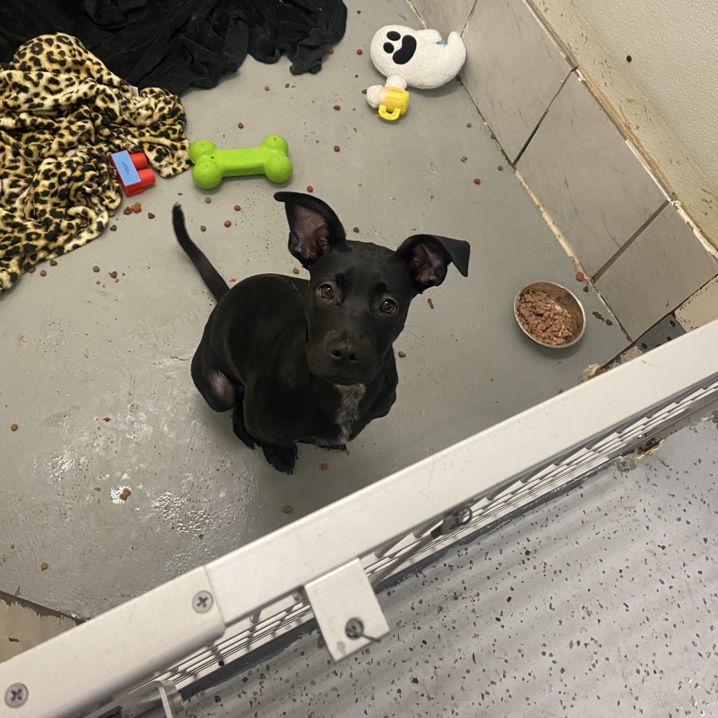 Sweet Potato Casserole — thumbnail 4