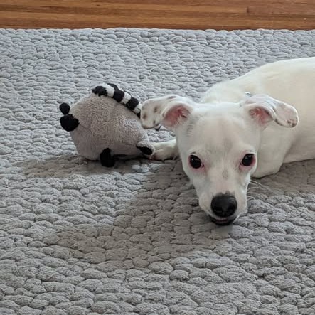 KEELY - Terrier, Jack Russell / Dachshund for adoption in Dayton