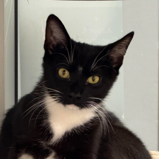 Tux, available for adoption