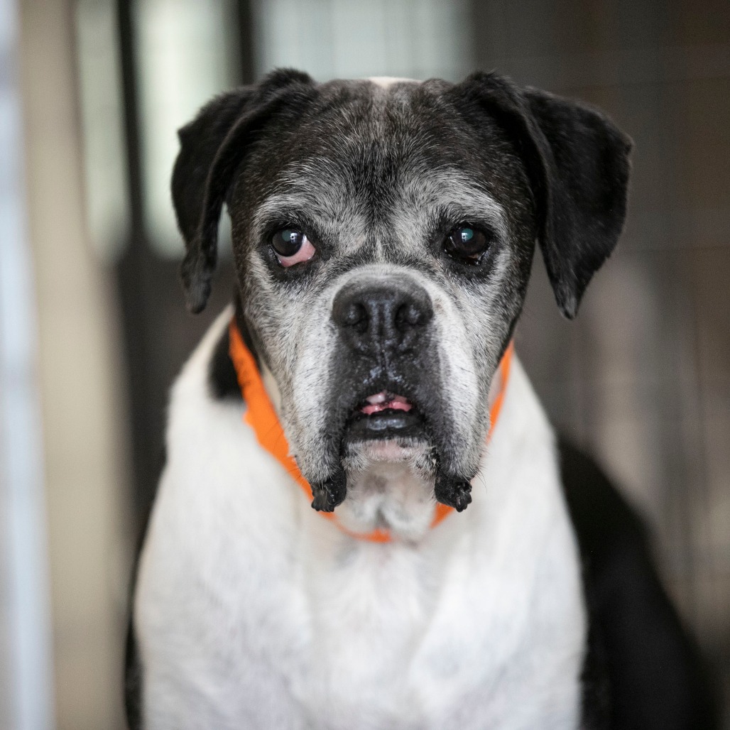 WICKET (AG26-94) - Boxer available for adoption
