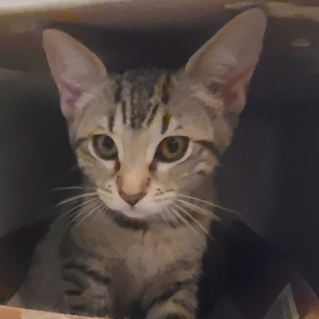 Moxie, photo 4