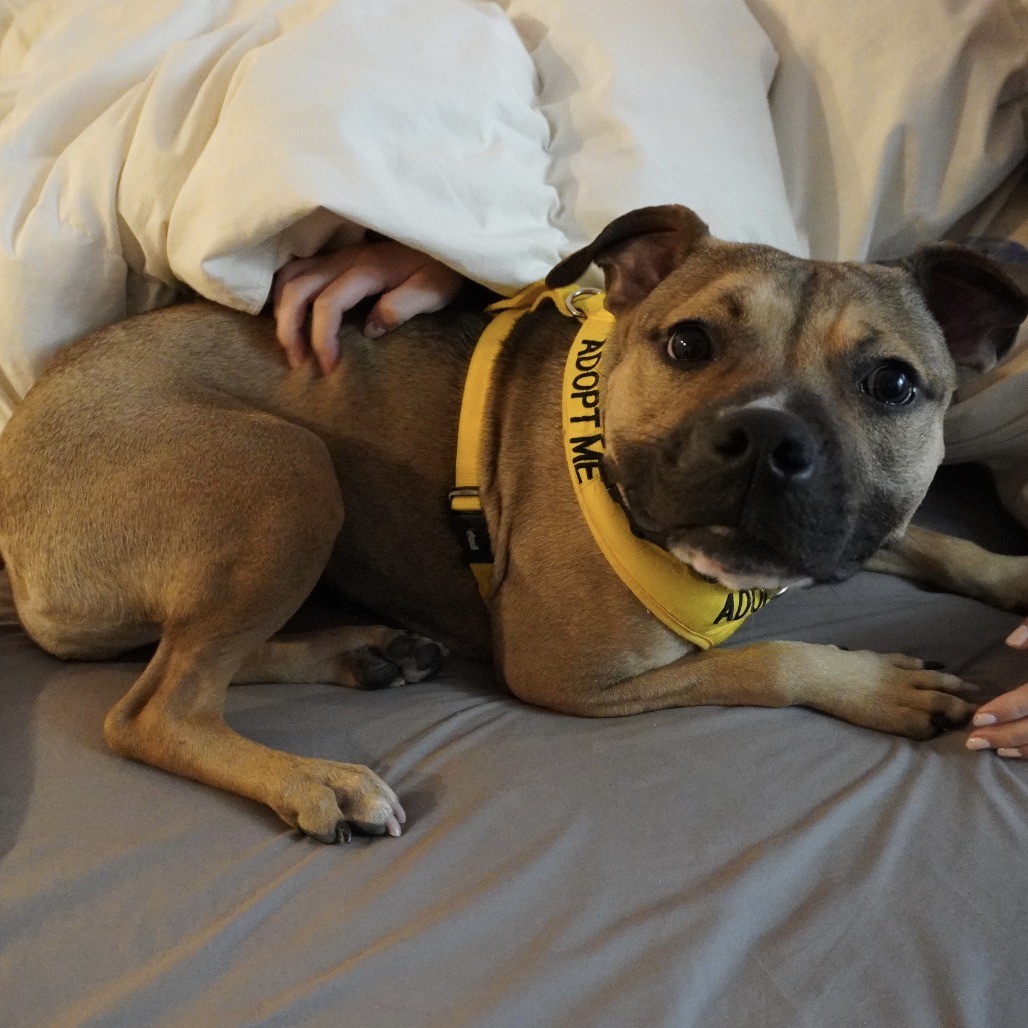 Morgan — thumbnail 3