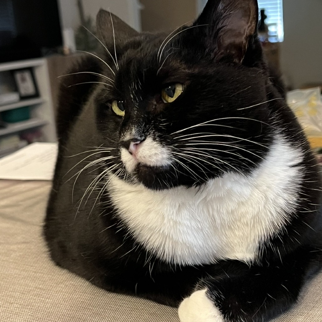 LUX - Domestic Shorthair available for adoption