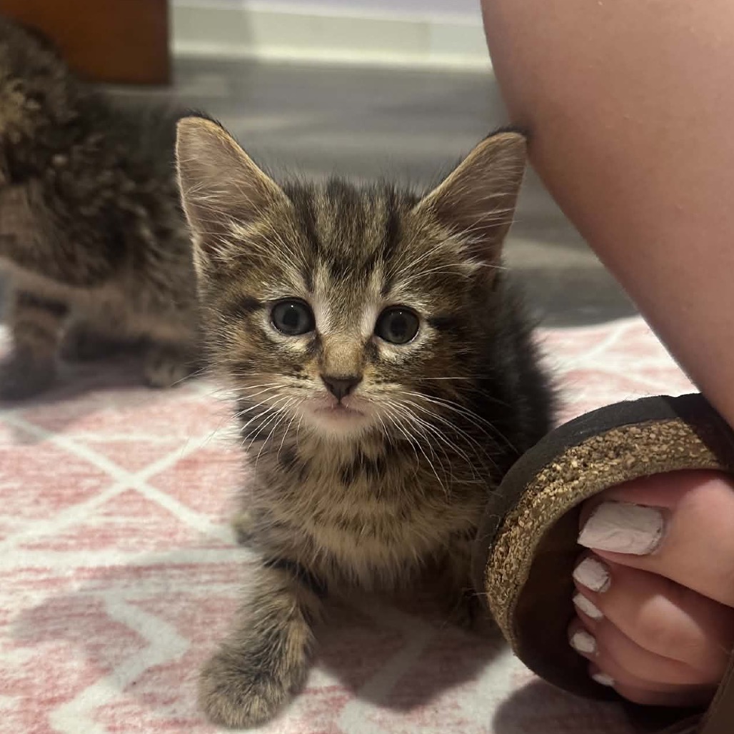 COCOA - Domestic Shorthair available for adoption