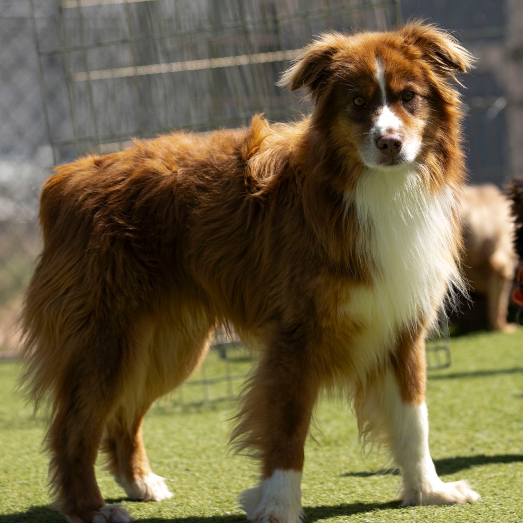 WHISKEY (MR26-369) - Shepherd / Australian available for adoption