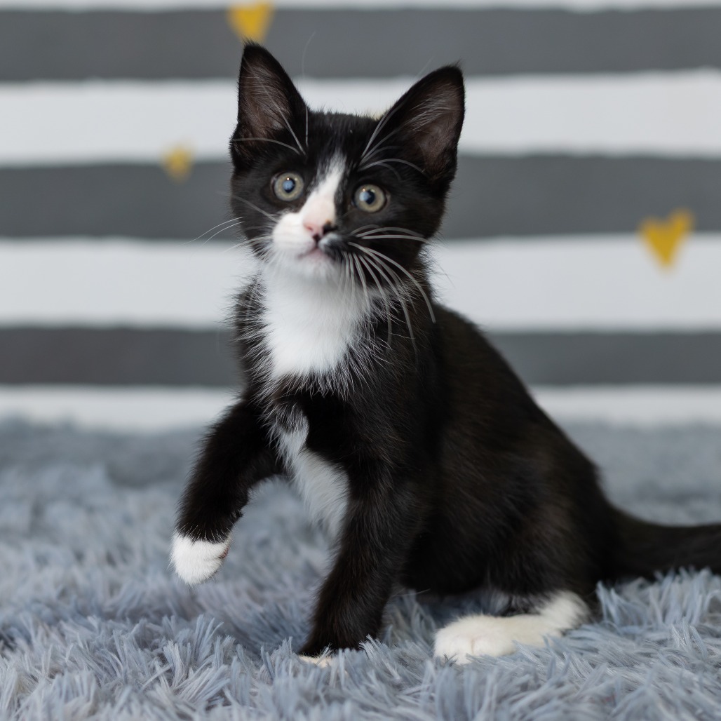 Blinkie, photo 3