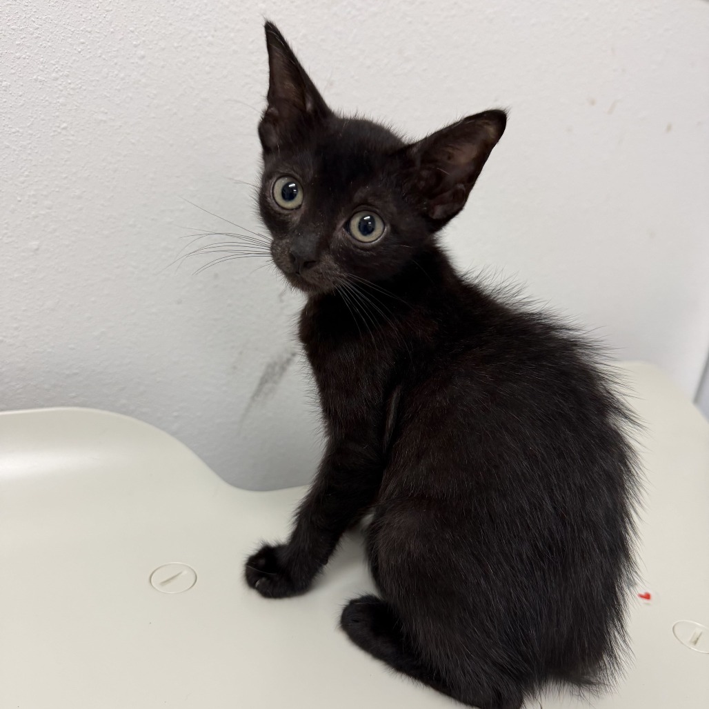 FRAPPE F3 - Domestic Shorthair available for adoption