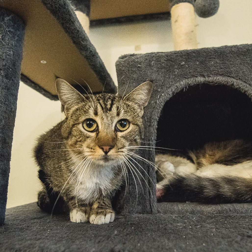 KATIE - Domestic Shorthair available for adoption