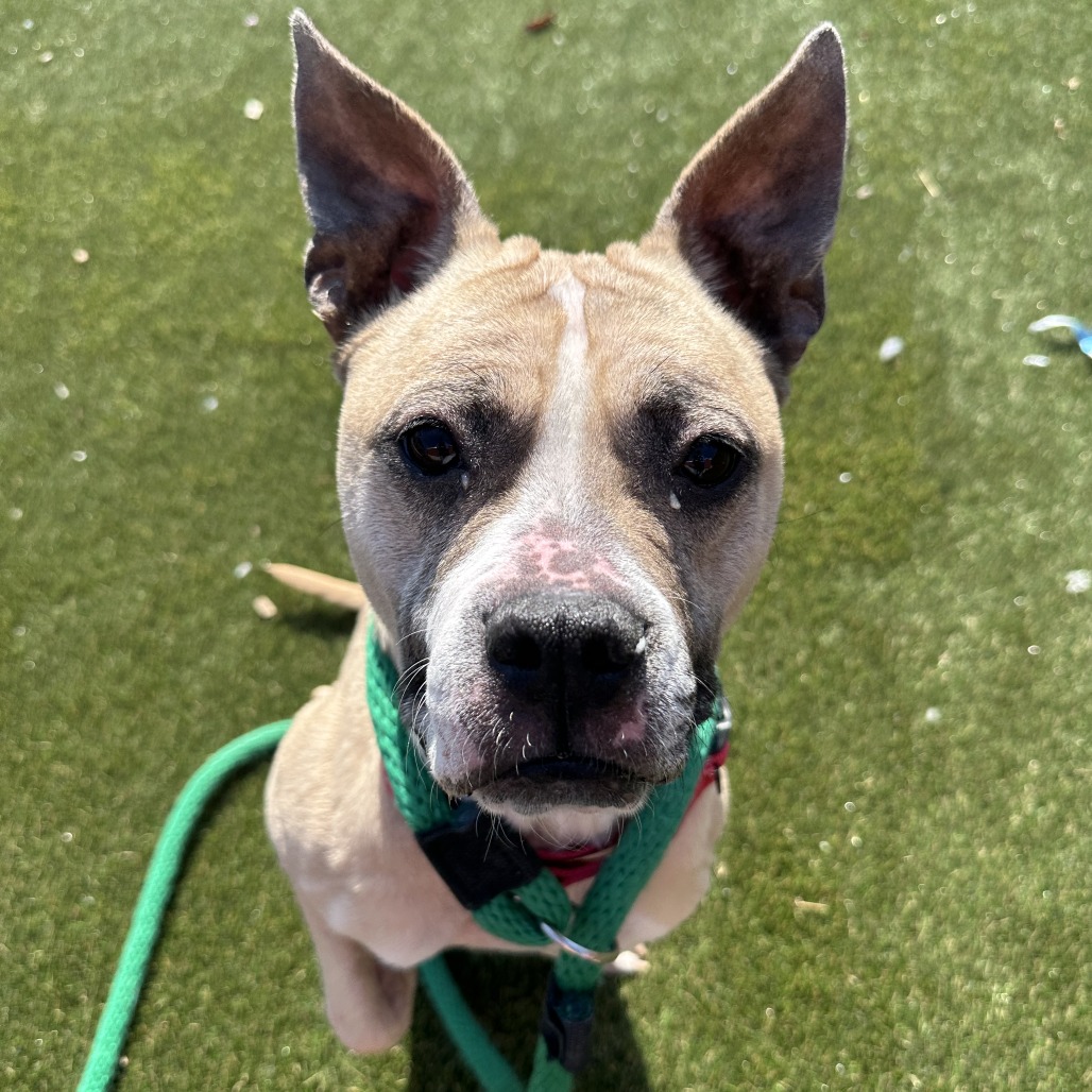 Peaches — thumbnail 5