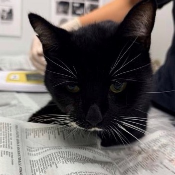 CASPER - Domestic Shorthair available for adoption