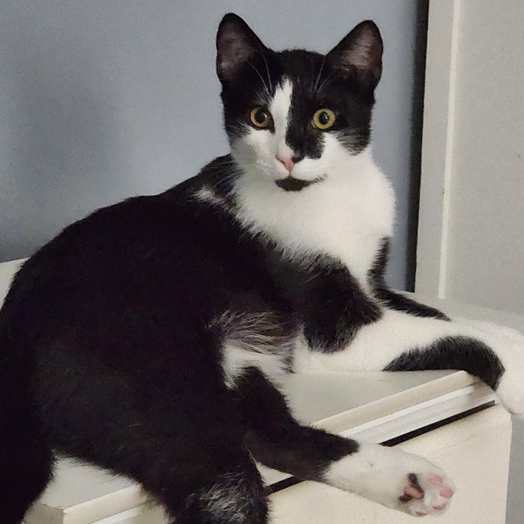 WATSON - Domestic Shorthair available for adoption