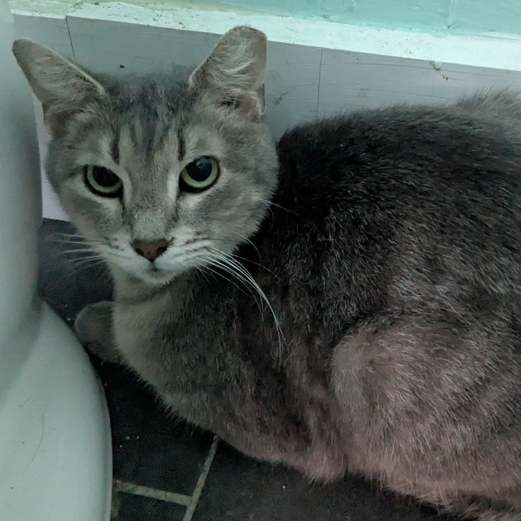 MANDY - Domestic Shorthair available for adoption