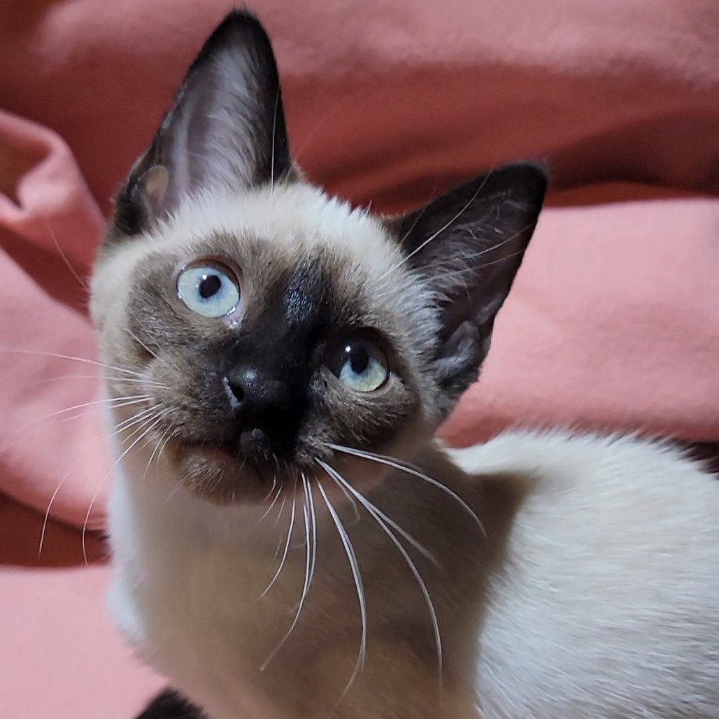 Opal