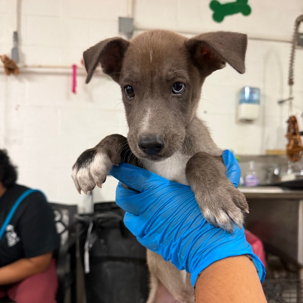 AARON - Great Dane / Mix available for adoption