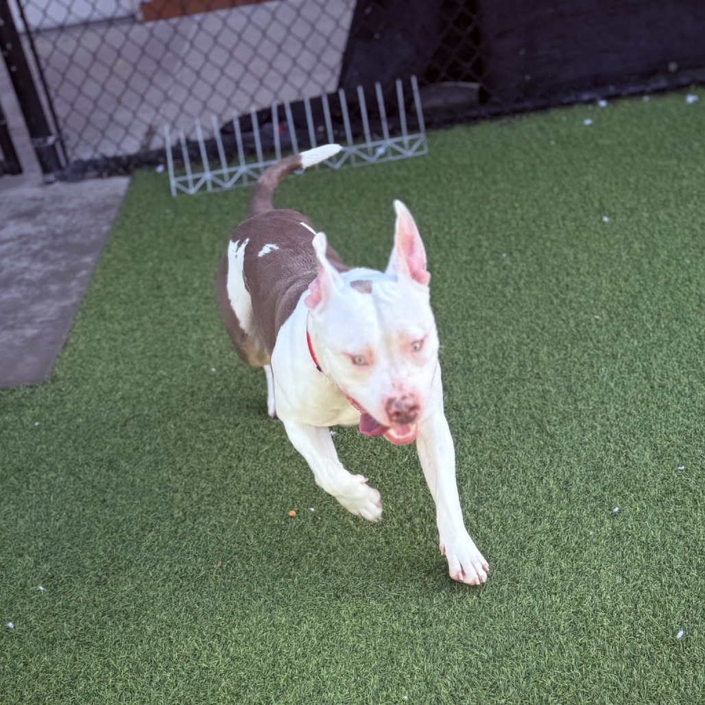 Photo of Woofus Wainwright 6