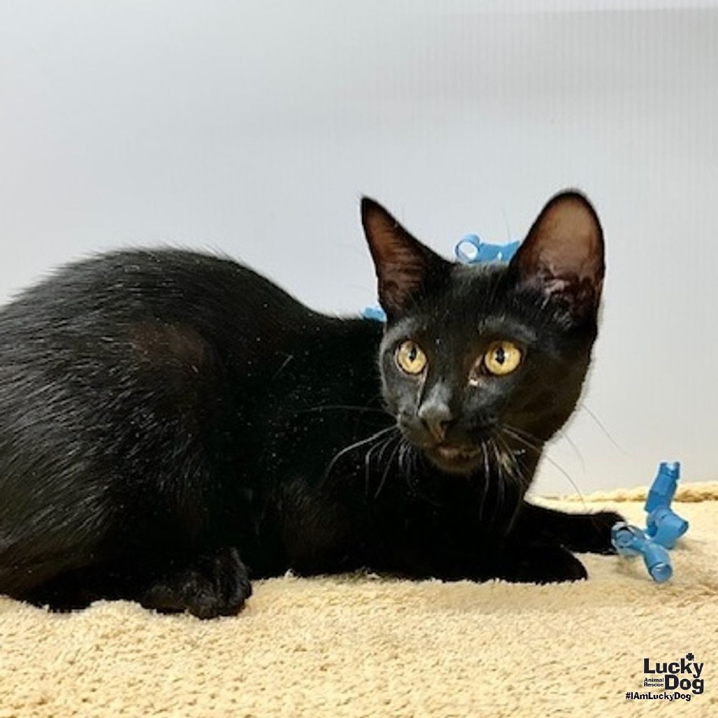 WHISKEY - Domestic Shorthair available for adoption