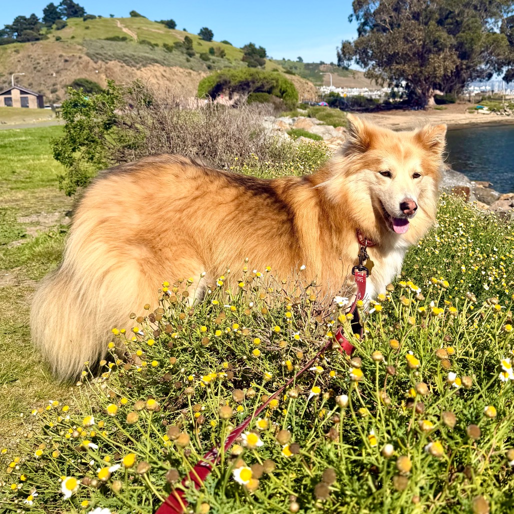 COOKIE, photo 9
