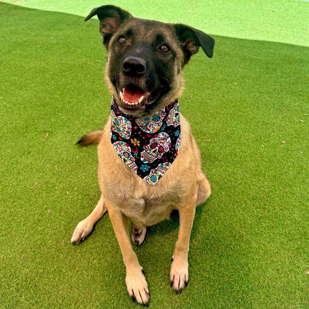 STELLA - PAWS - Mixed Breed (Medium) for adoption in Las Cruces