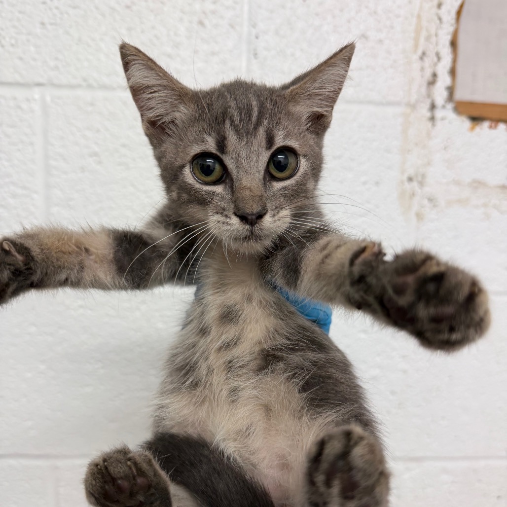 Waffle, available for adoption at PVAS
