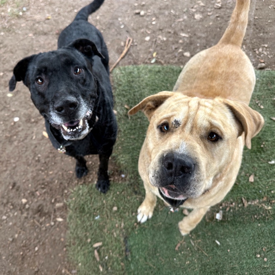 Inugami — thumbnail 4