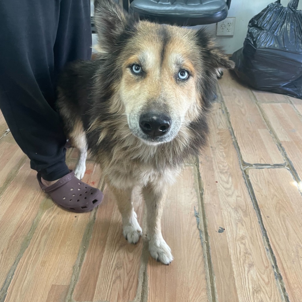 ROXY (MARLIN) - Shepherd, German / Husky, Siberian available for adoption