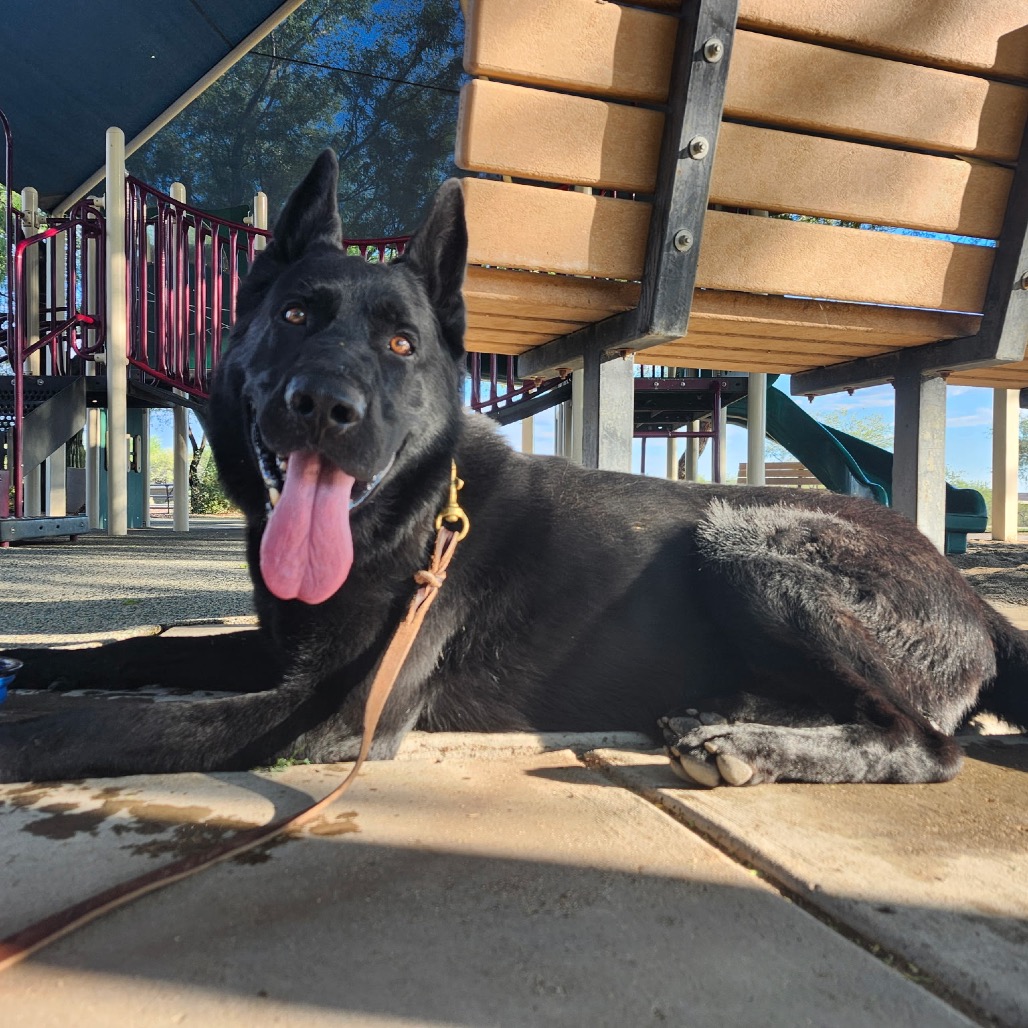 Maximus, photo 8