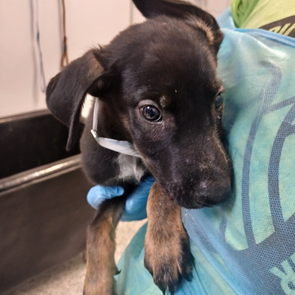 ROWDY COWBOY - Shepherd / Retriever, Labrador available for adoption