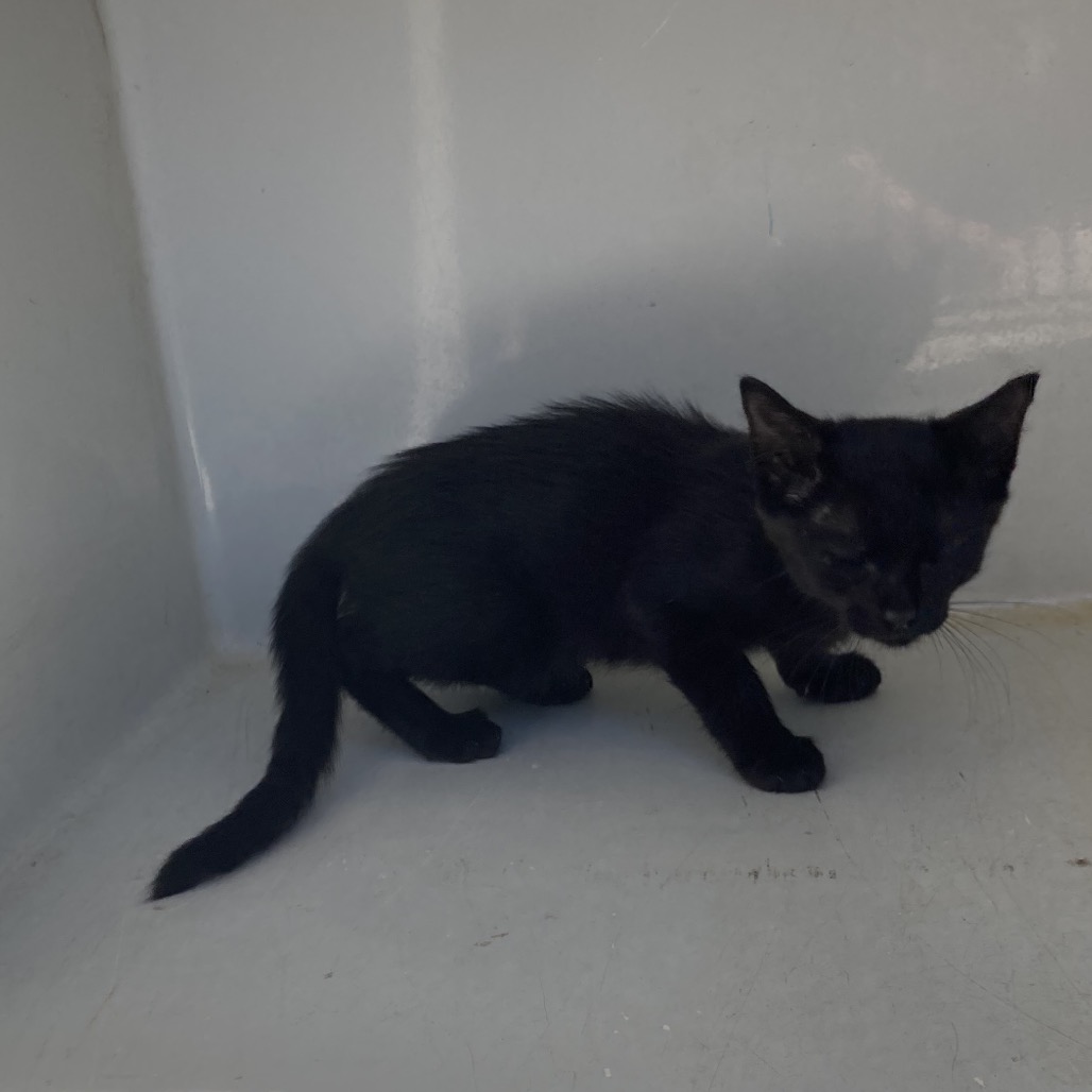BALERION THE BLACK DREAD - Domestic Shorthair available for adoption