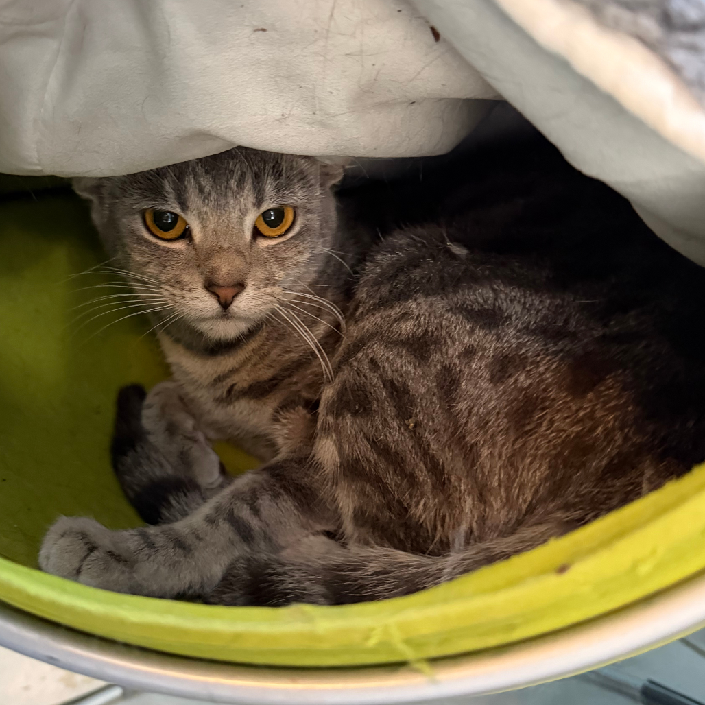 Dora — thumbnail 3