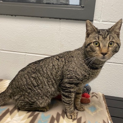CASTIEL - Domestic Shorthair available for adoption