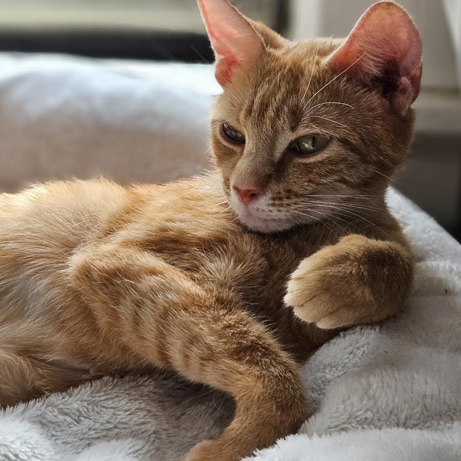 GIGI - Domestic Shorthair available for adoption