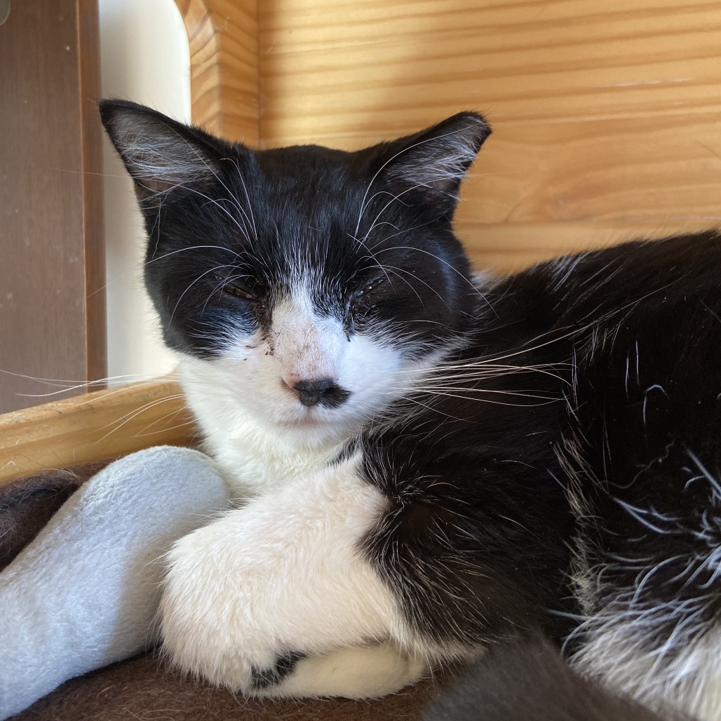 MARCO - Domestic Shorthair available for adoption