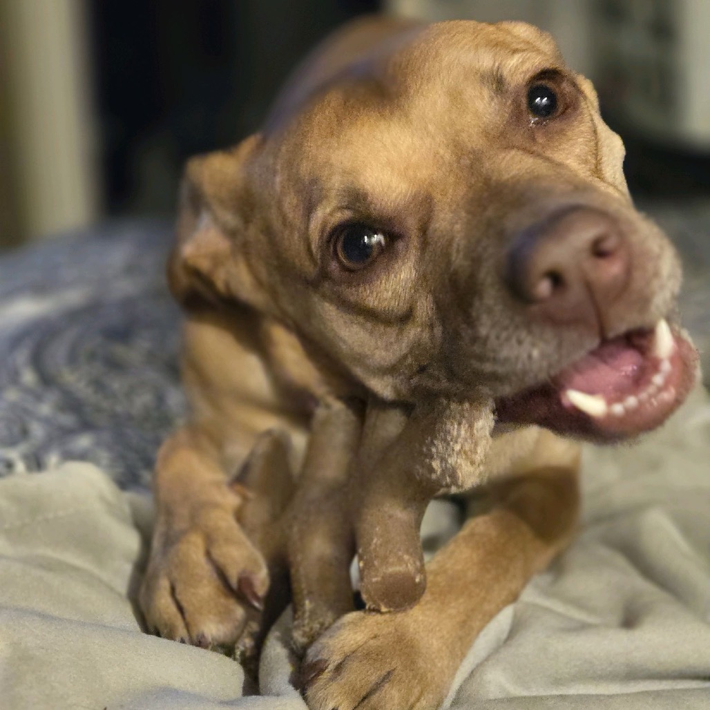 Stella, photo 15