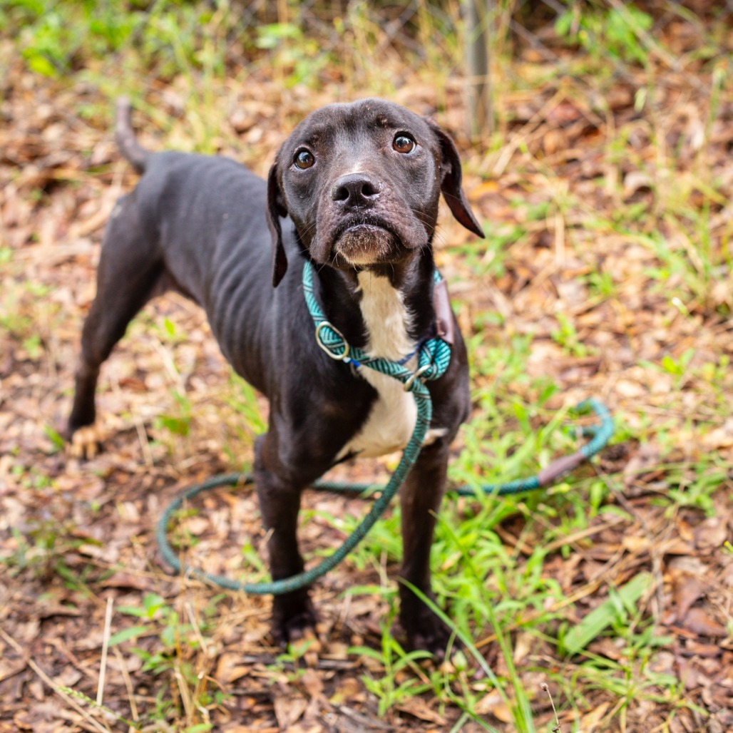 PRODUCE SECTION - Retriever, Labrador / Boxer available for adoption